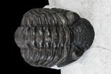 Adrisiops Weugi Trilobite - Recently Described Phacopid #115233-2